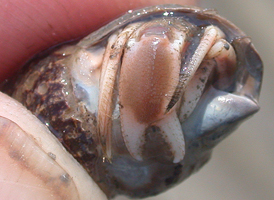 Long-clawed Hermit Crab